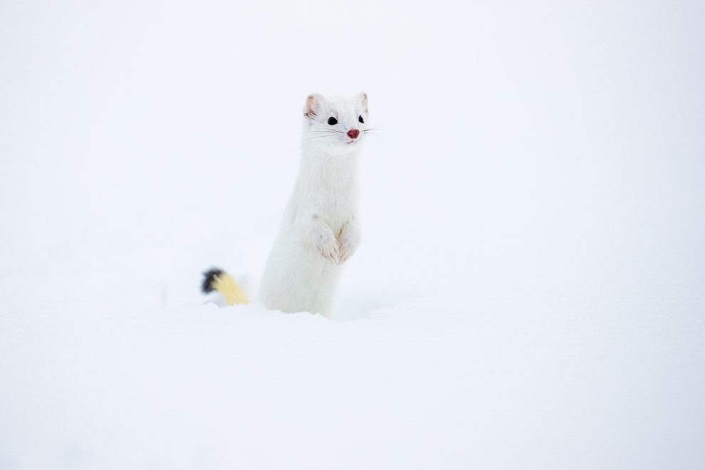 An Ermine A Day