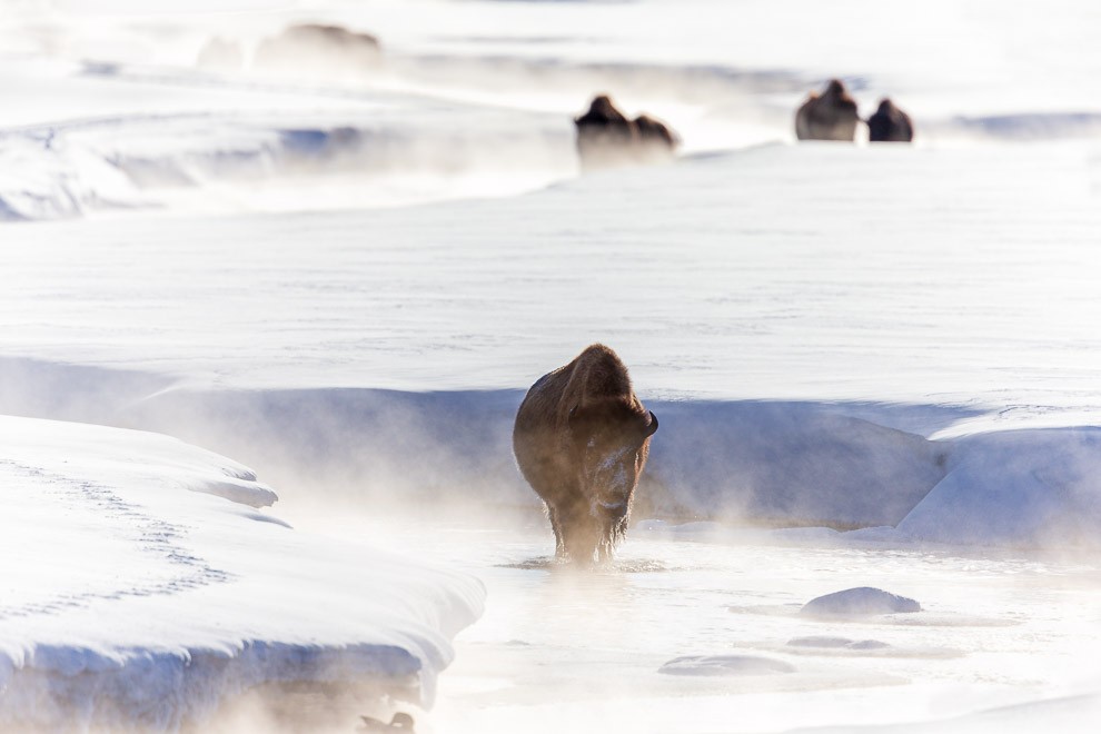 Bison at Alum Creek