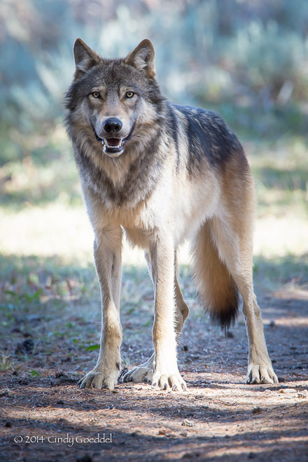 Gray Wolf in Pelican Valley