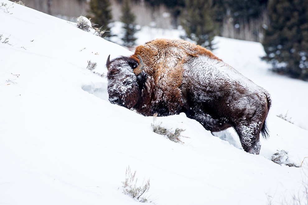 Snowy Forage