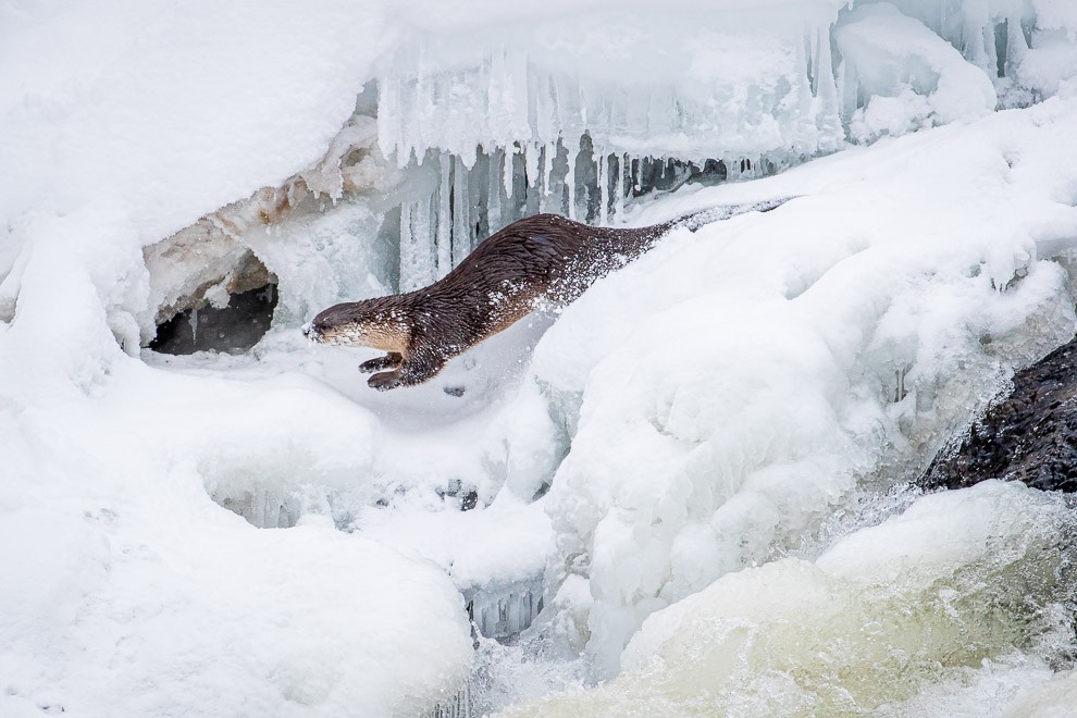 Otter X Games