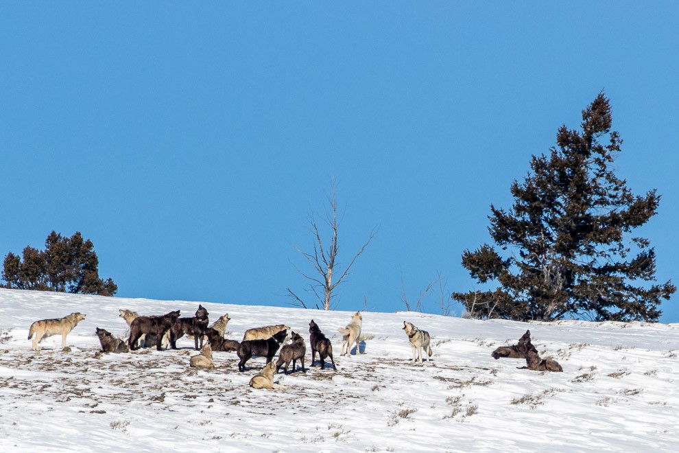 19 Members of the Wapati Pack