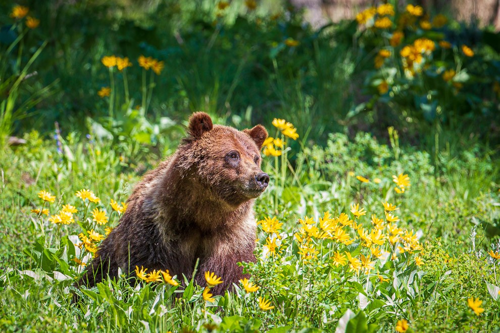 Smelling the Flowers