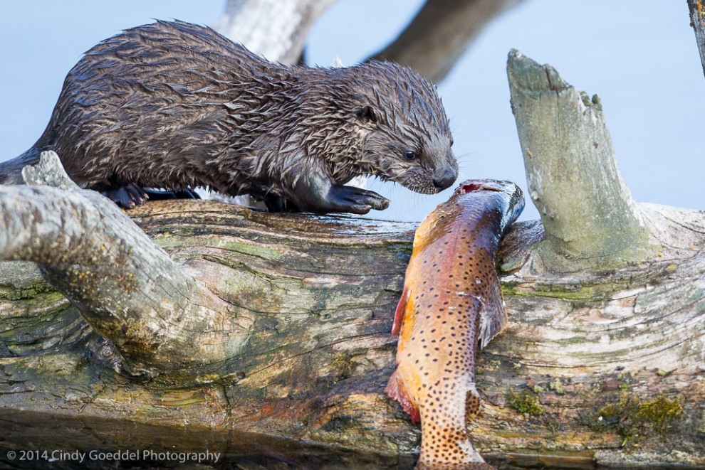 Young otter eying large trout