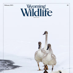 Wyoming Wildlife 2015 Photo Contest Cover