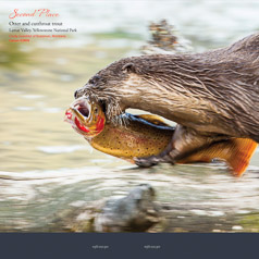 “An Otter Runs Through it”  Wyoming Wildlife 2015 Photo Contest