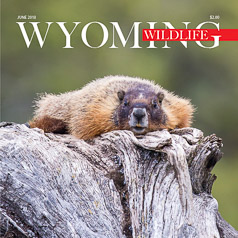 Marmot on Wyoming Wildlife