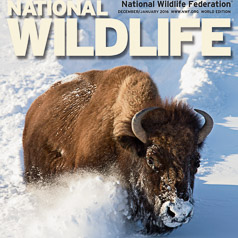 National Wildlife December 2015 Cover