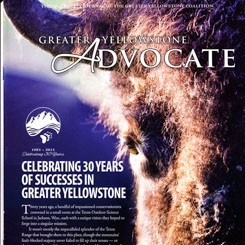 Greater Yellowstone Coalition-Cover Photograph Bison by Goeddel