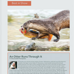 An Otter Runs Through it.  Best in Show NANPA 2015 Showcase