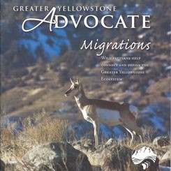 Pronghorn Migrations-Greater Yellowstone Coalition