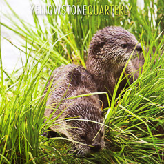 Yellowstone Quarterly Baby Otters-Cover by Cindy Goeddel