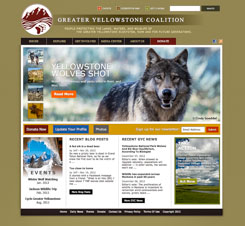 Yellowstone Wolves Shot - Greater Yellowstone Coalition