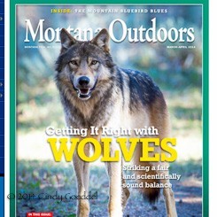 Montana Outdoors 2014 cover photograph of a wild Yellowstone wolf by Cindy Goeddel