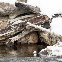 Fishing Hole (5 of 5)