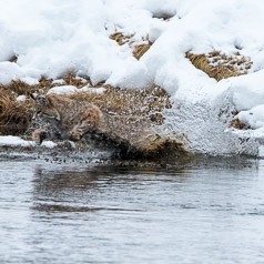 Leaping for a Muskrat