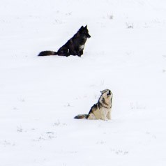 Wolves and Bull Elk