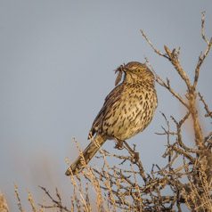 Sage Thrasher