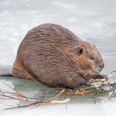 Morning Snack on Ice