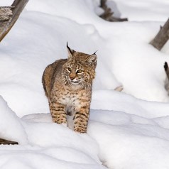 Bobcat on the prowl.