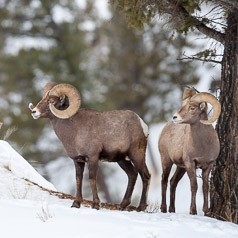 Horn Growing