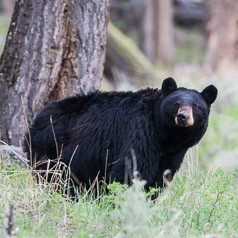 Black Bear Sow