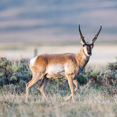 Pronghorn hecking Out My Blind