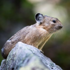 Pika Posturing