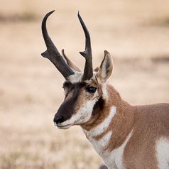 Pronghorn Portrait