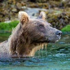 Swimming with the salmon