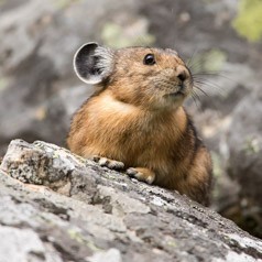 Pika Profile