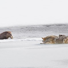 The Fearless Beaver and The Patient Coyote.