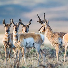 Pronghorn Grouping