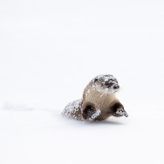 Romping River Otter