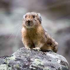 Bad Hair Day