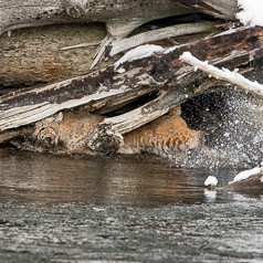 Fishing Hole (3 of 5)