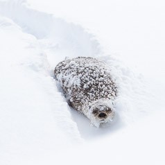 River Otter Carving Deep Tracks