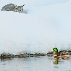 Bobcat Stalking Mallard on the Madison River