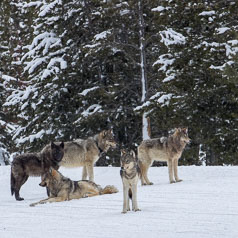 Wapiti Wolf Pack Members