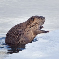 Clambering on Ice