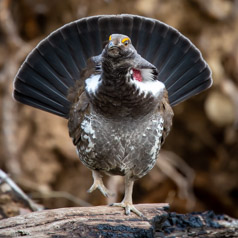 Dusky the Grouse