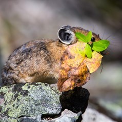 Pika Pose