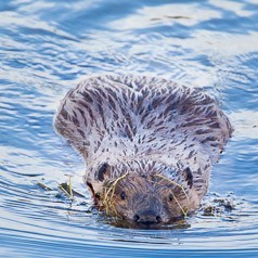 Smooth  Swimmer