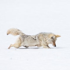 The Belly Flop