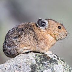 Pika Portrait 2