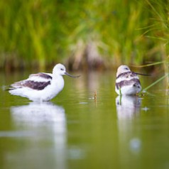 Pair of American Avocets 2