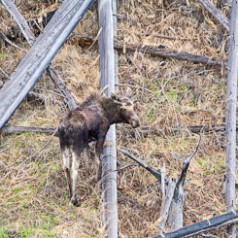 Moose Maze