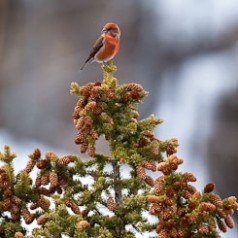 Red Crossbill