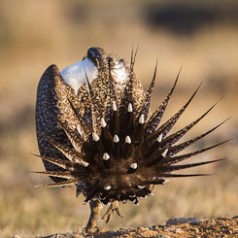 Sage Grouse Mating Display-6