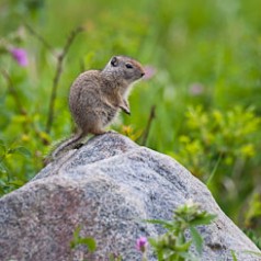 Uinta Ground Squirrel